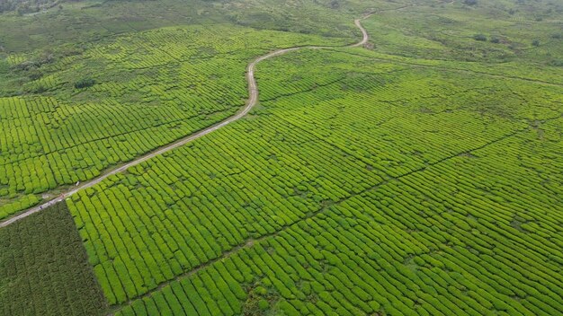 Photo aerial terrace fields