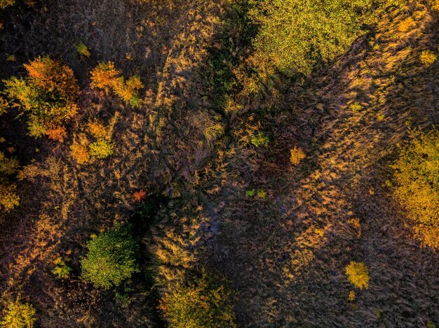 Aerial top down beautiful autumn trees in yellow orange and red\
forest on sunny autumn day