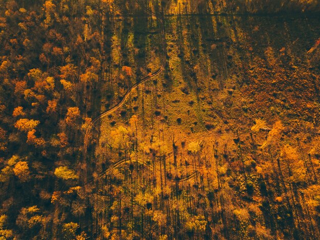 Aerial top down landscape with beautiful autumn forest from above