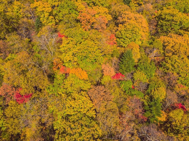 Aerial top down view of autumn forest with green and yellow trees Mixed deciduous and coniferous forest Beautiful fall scenery