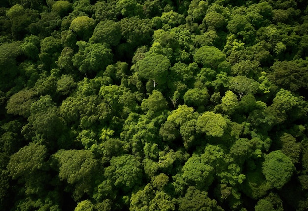 Aerial top down view of lush primary forest in Hal