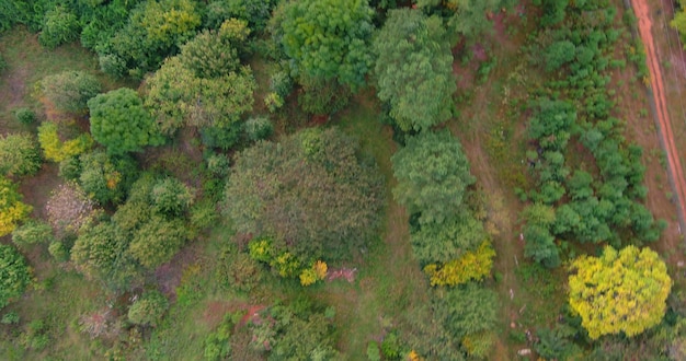 Aerial top panoramic view beautiful nature warm autumn an yellow forest landscape in south carolina