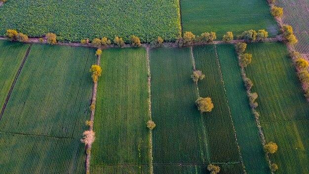 Aerial top view of agriculture field