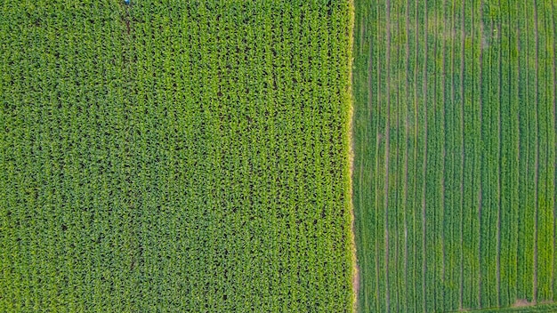 Aerial top view of agriculture field