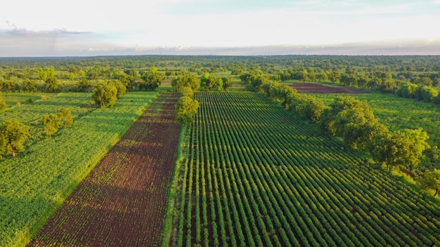 Aerial top view of agriculture field