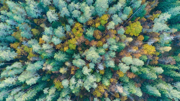 空中上面図秋の森