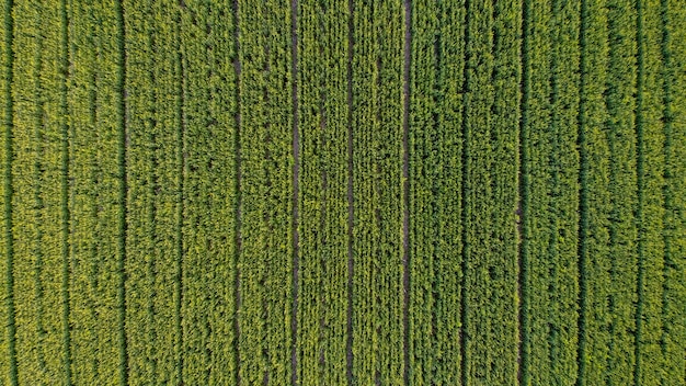 Aerial  top view of corn field