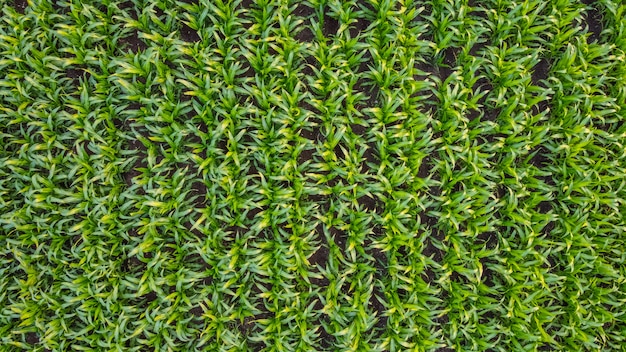 Aerial top view of corn field