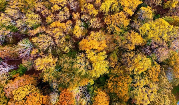 Aerial top view of a diverse landscape of trees in a range of colors