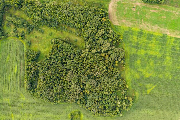 Aerial top view drone photography of a land with sown green fields in countryside