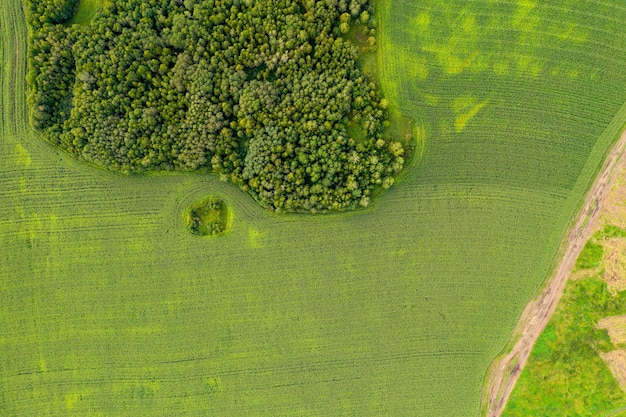 Фото Аэрофотография с вершины с помощью дрона земли с посеянными зелеными полями в сельской местности