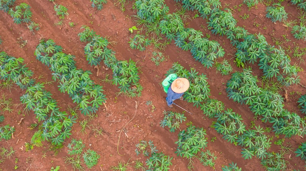 Aerial top view of farmers working at farms cassava