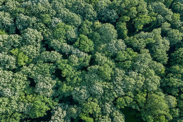 空中トップビューの森、上からの森の眺め。