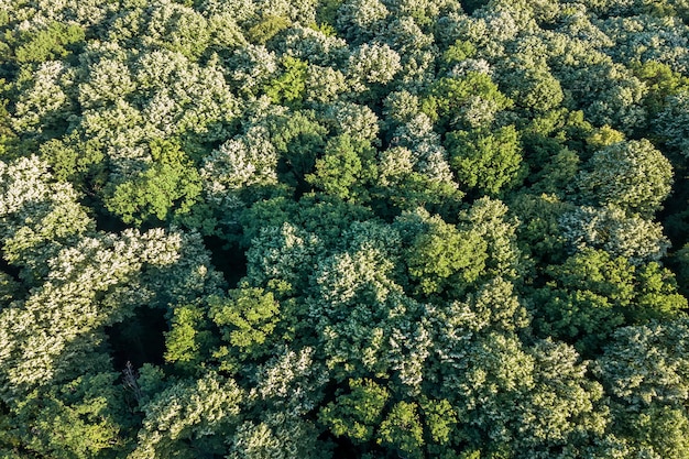 空中トップビューの森、上からの森の眺め。