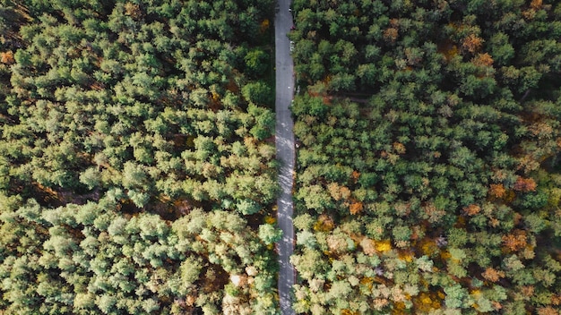 森の空中上面図と秋の厚い森の道路空中写真