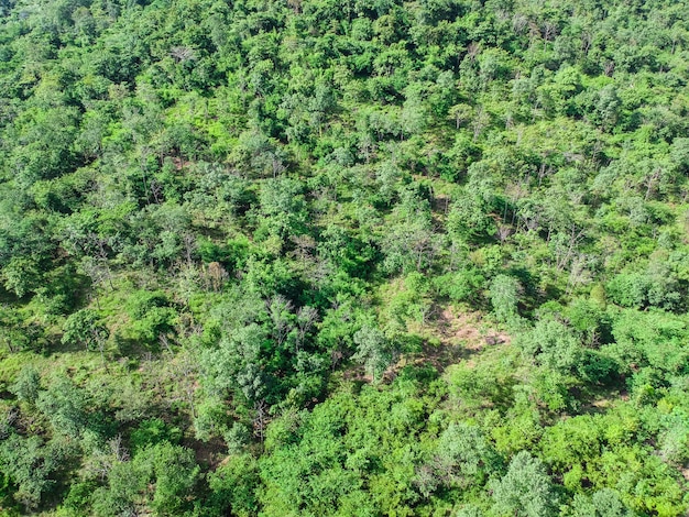 Foresta aerea di vista superiore delle alte montagne.