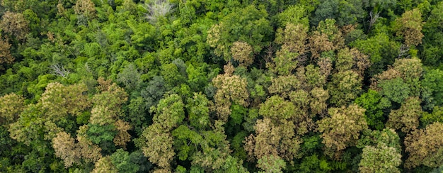 Aerial top view of forest texture background view from above