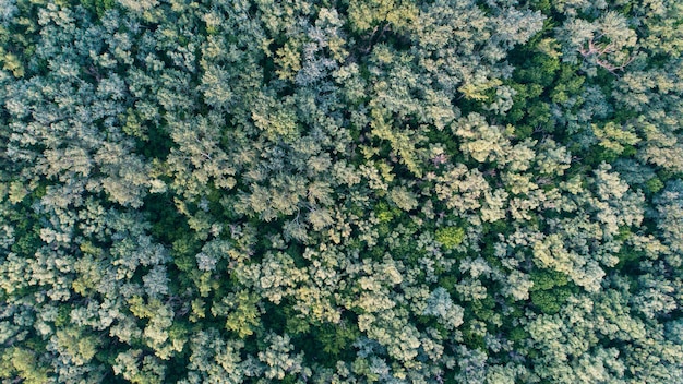 Aerial top view forest texture of forest view from above