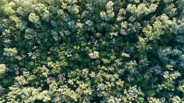 Aerial top view forest Texture of forest view from above