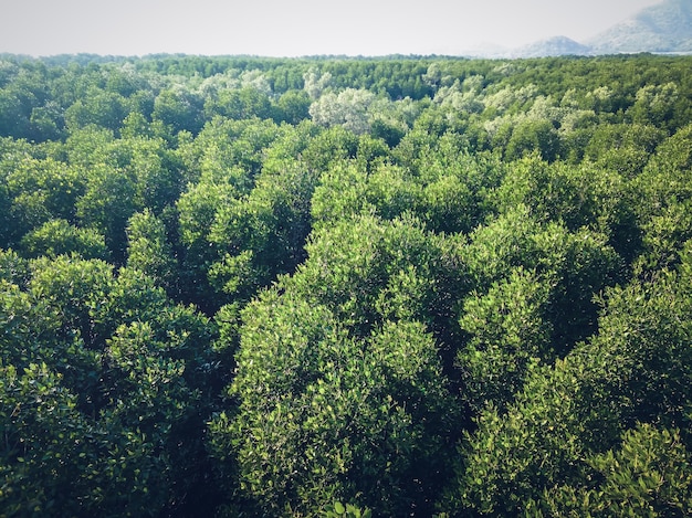 Aerial top view of the forest, texture of forest. view of a\
mangrove forest in thailand from a high vantage point.