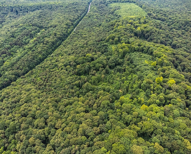 空中上面図森林樹熱帯雨林の生態系と健康的な環境の概念と背景Te