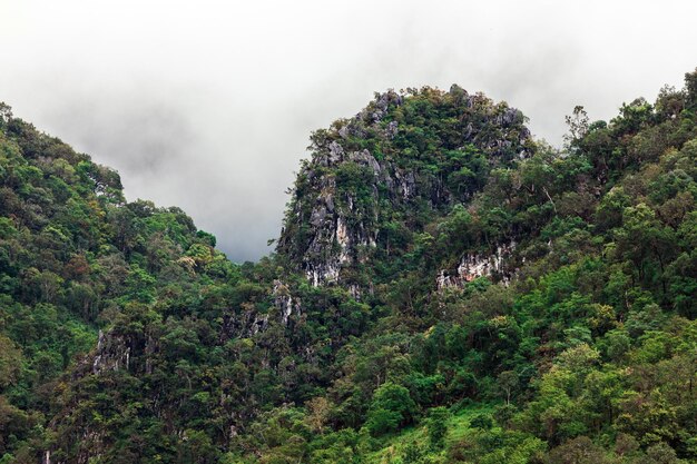 Aerial top view forest tree Rainforest ecosystem