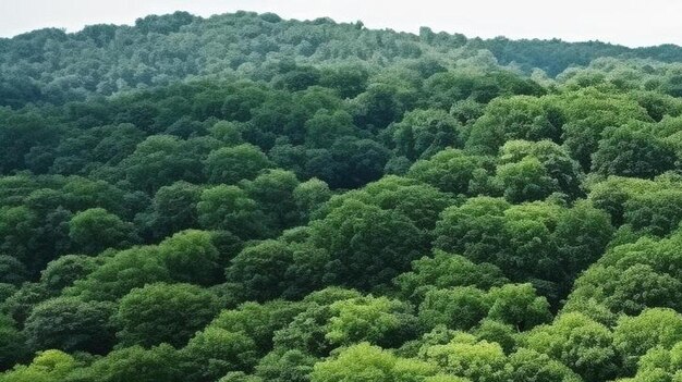 Photo aerial top view forest tree