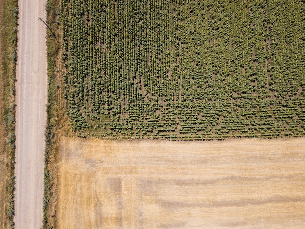 Aerial top view from drone to sunflower and wheat fields