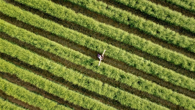 Aerial top view garden green flower in a rows and small women tourists