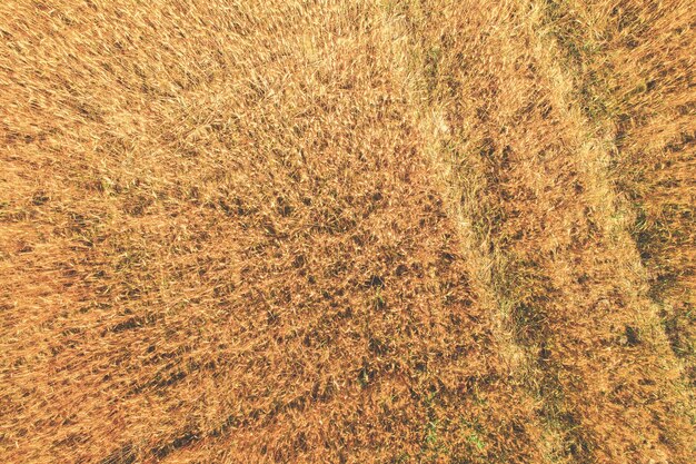 Aerial top view of the golden wheat field rural nature background