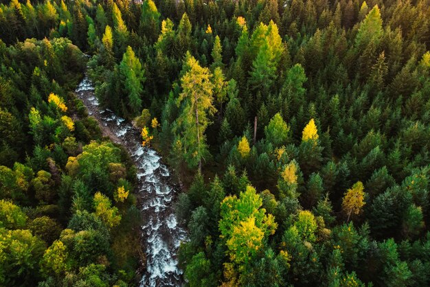 Aerial top view of green autumn trees in forest in Slovakia Drone photography Rainforest ecosystem and healthy environment concept Mountain river xDxA