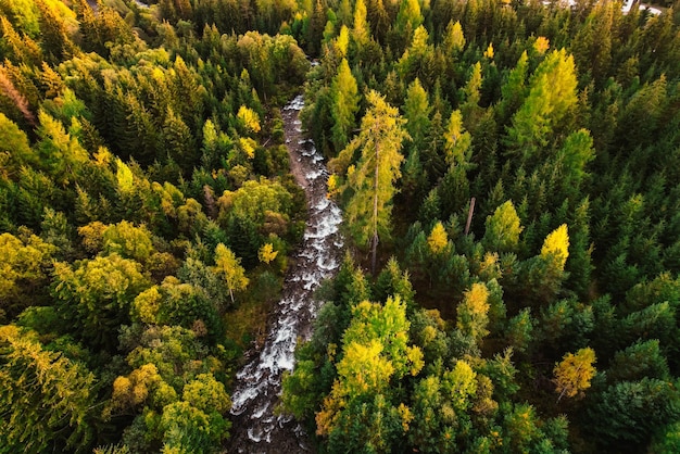 Aerial top view of green autumn trees in forest in Slovakia Drone photography Rainforest ecosystem and healthy environment concept Mountain river xDxA