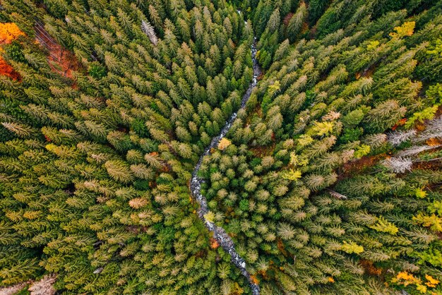 Aerial top view of green autumn trees in forest in slovakia\
drone photography rainforest ecosystem and healthy environment\
concept mountain river xdxa