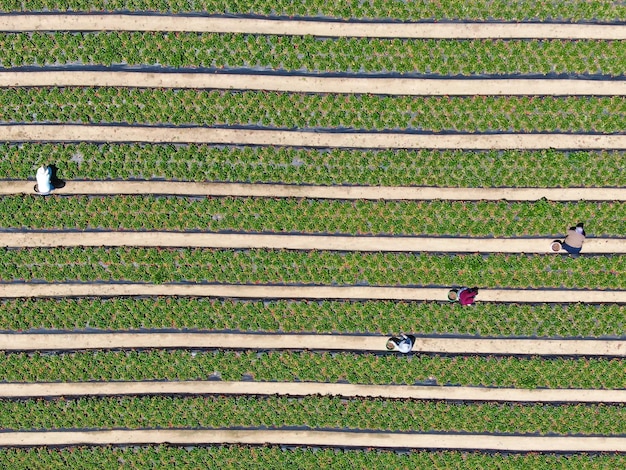 Aerial top view of green farmland and farmer working in the plantation California