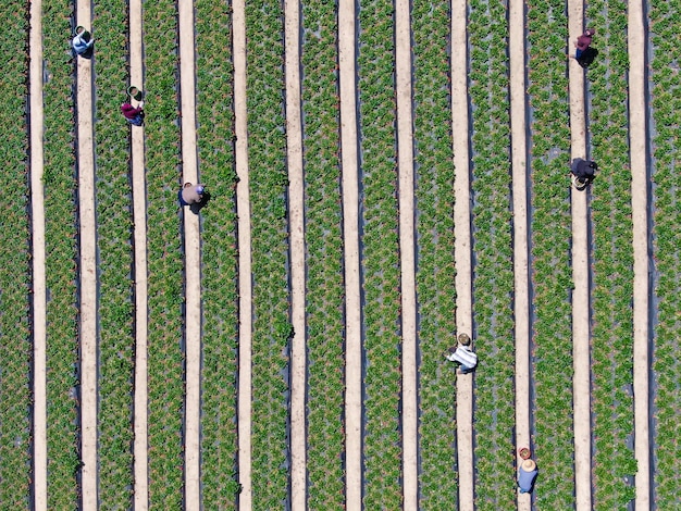 Aerial top view of green farmland and farmer working in the plantation California