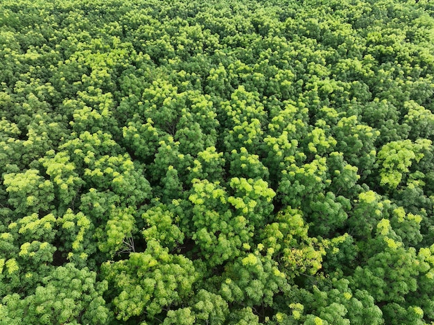 Aerial top view of green forest Drone view of dense green trees in the forest capture CO2 Green tree