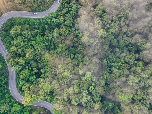 Aerial top view of green forest and highway road drone view of green trees and morning fog green