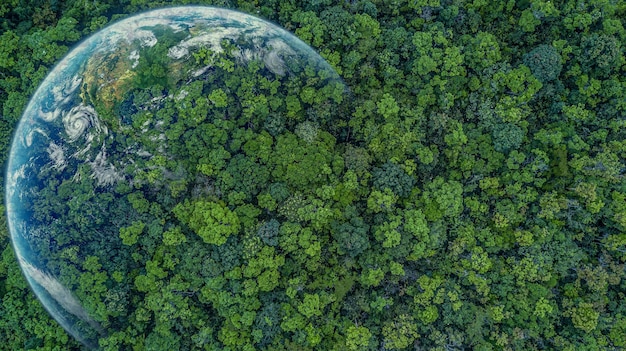 Aerial top view green forest with earth Green planet in your hands Save Earth Texture of forest view from above ecosystem and healthy environment