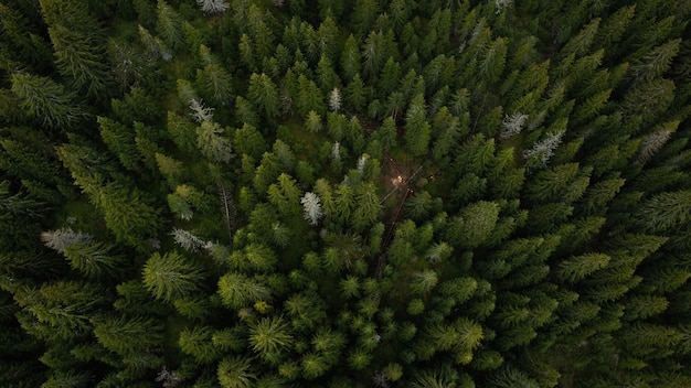 Aerial top view of green pine trees in a forest on a mountain