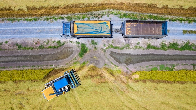 Aerial top view of Harvester machine and truck working in rice field