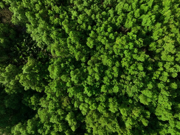 Aerial top view of mangrove forest Drone view of dense green mangrove trees captures CO2 Green trees