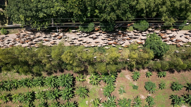 Foto vista aerea dall'alto delle masse di molte mucche che camminano in campagna, thailandia