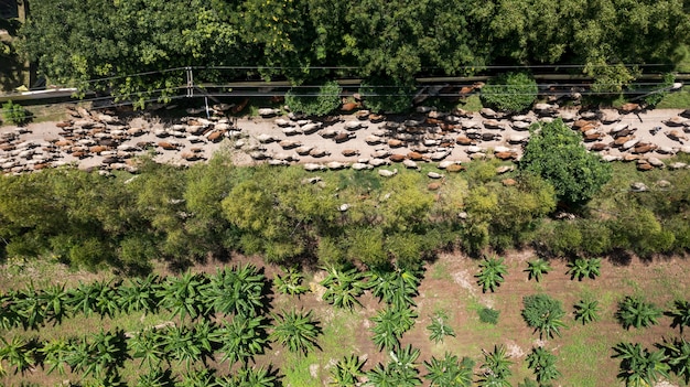 タイの田園地帯を歩いている多くの牛の大衆の空中上面図