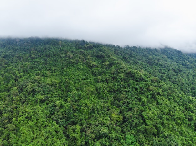 雨季の空のトップビューの視点風景緑の山とキツネ