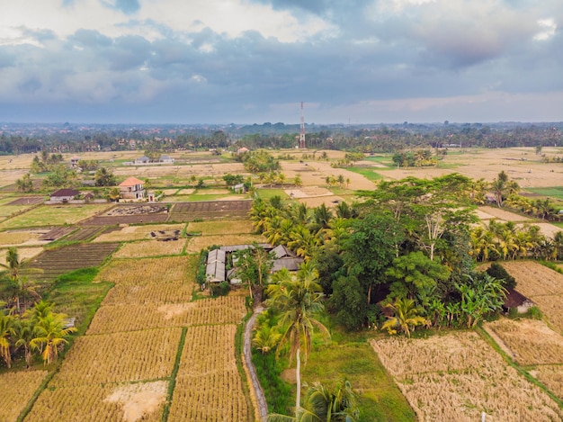 Aerial top view photo from flying drone of green rice fields in countryside Land with grown plants of paddy. Bali, Indonesia