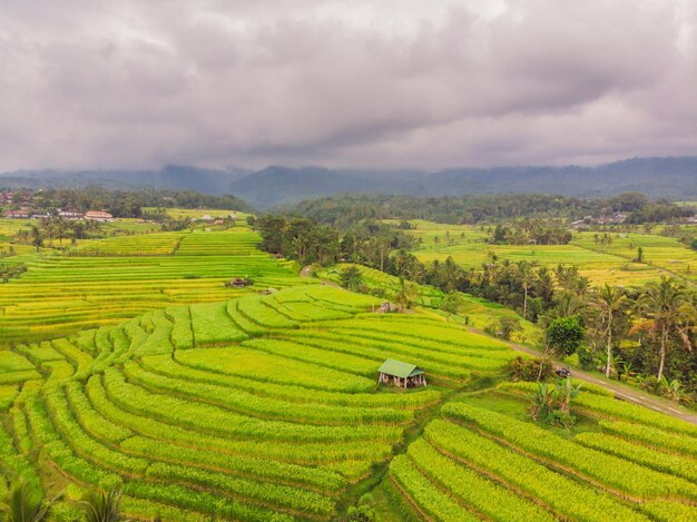 Foto aerea vista dall'alto da drone volante di campi di riso verdi in campagna terreno con piante coltivate di risone bali indonesia