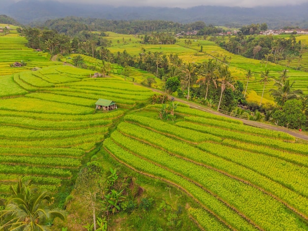 Aerial top view photo from flying drone of green rice fields in countryside Land with grown plants of paddy Bali Indonesia