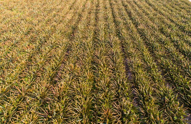 Aerial top view pineapple plantation