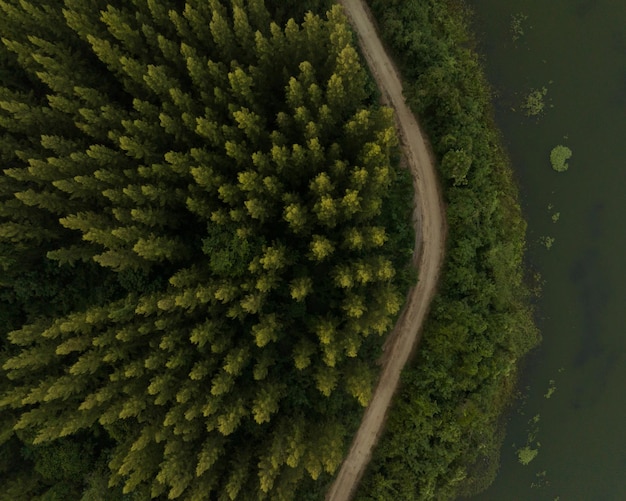 Photo an aerial top view of the road in pine trees forest with sunset scene