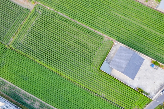 Aerial top view of sesame field in Taiwan